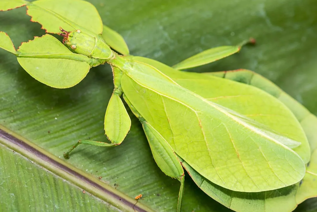A close-up of a healthy insect on a leaf in natural sunlight.