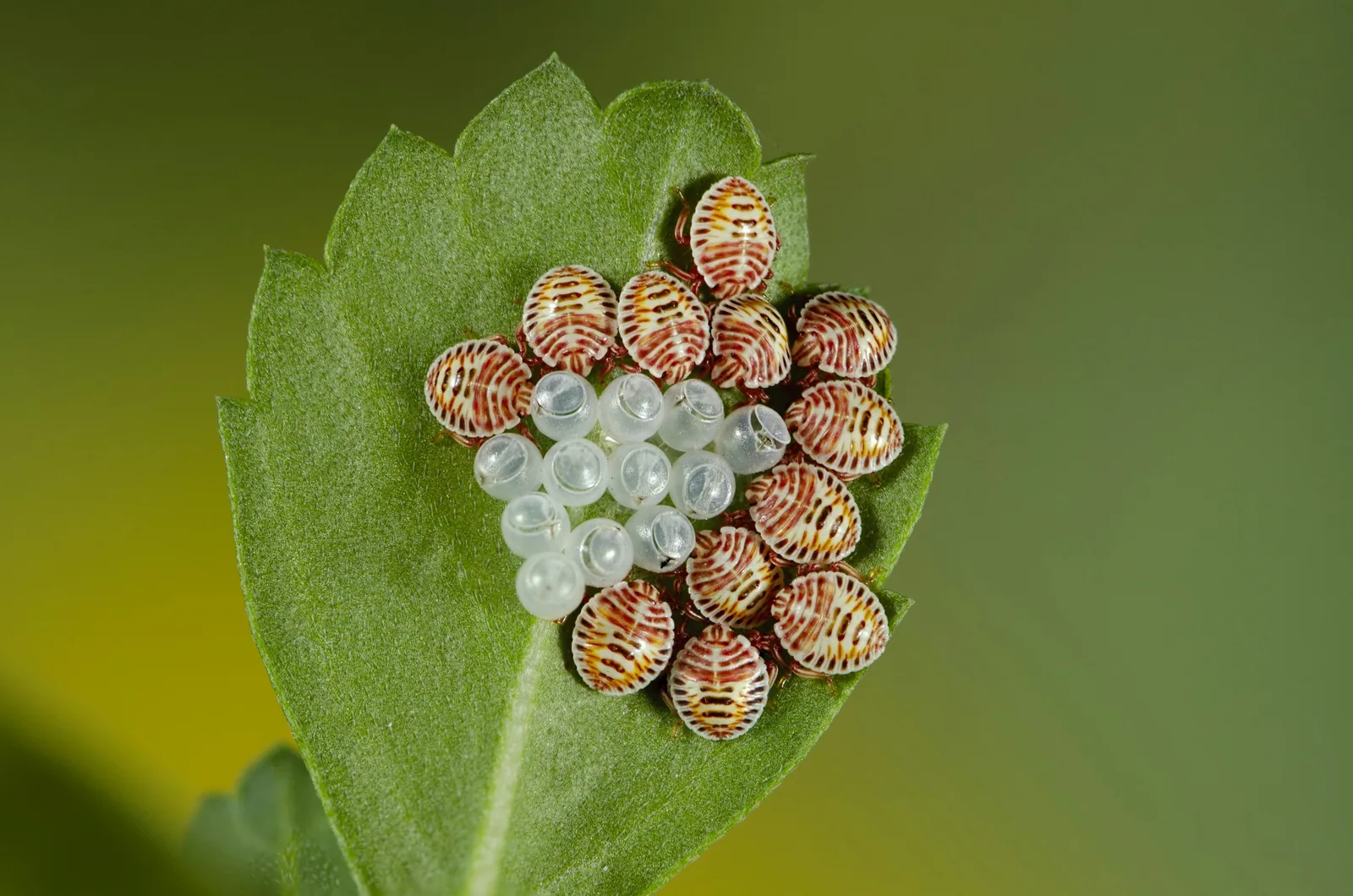 A close-up of an insect on a leaf with a blurred background