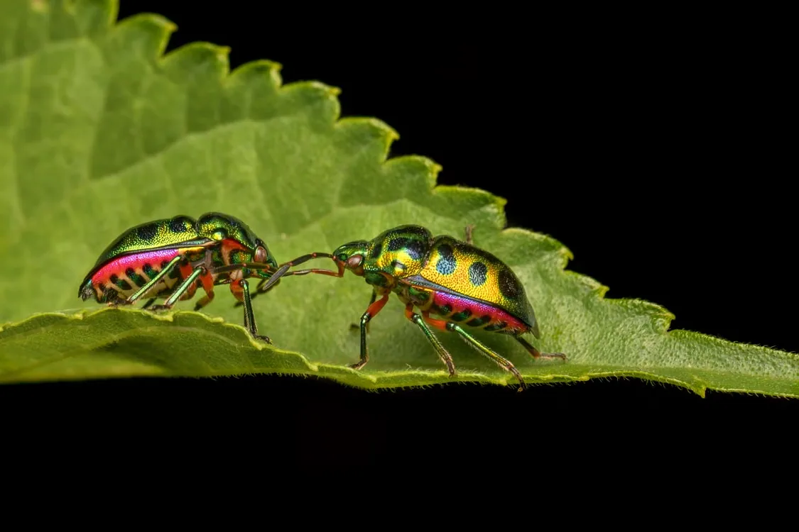 A close-up of an insect on a leaf, with a small checkmark symbol nearby.