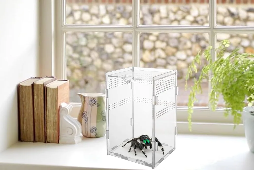 Tarantula - Pet tarantula snapshot