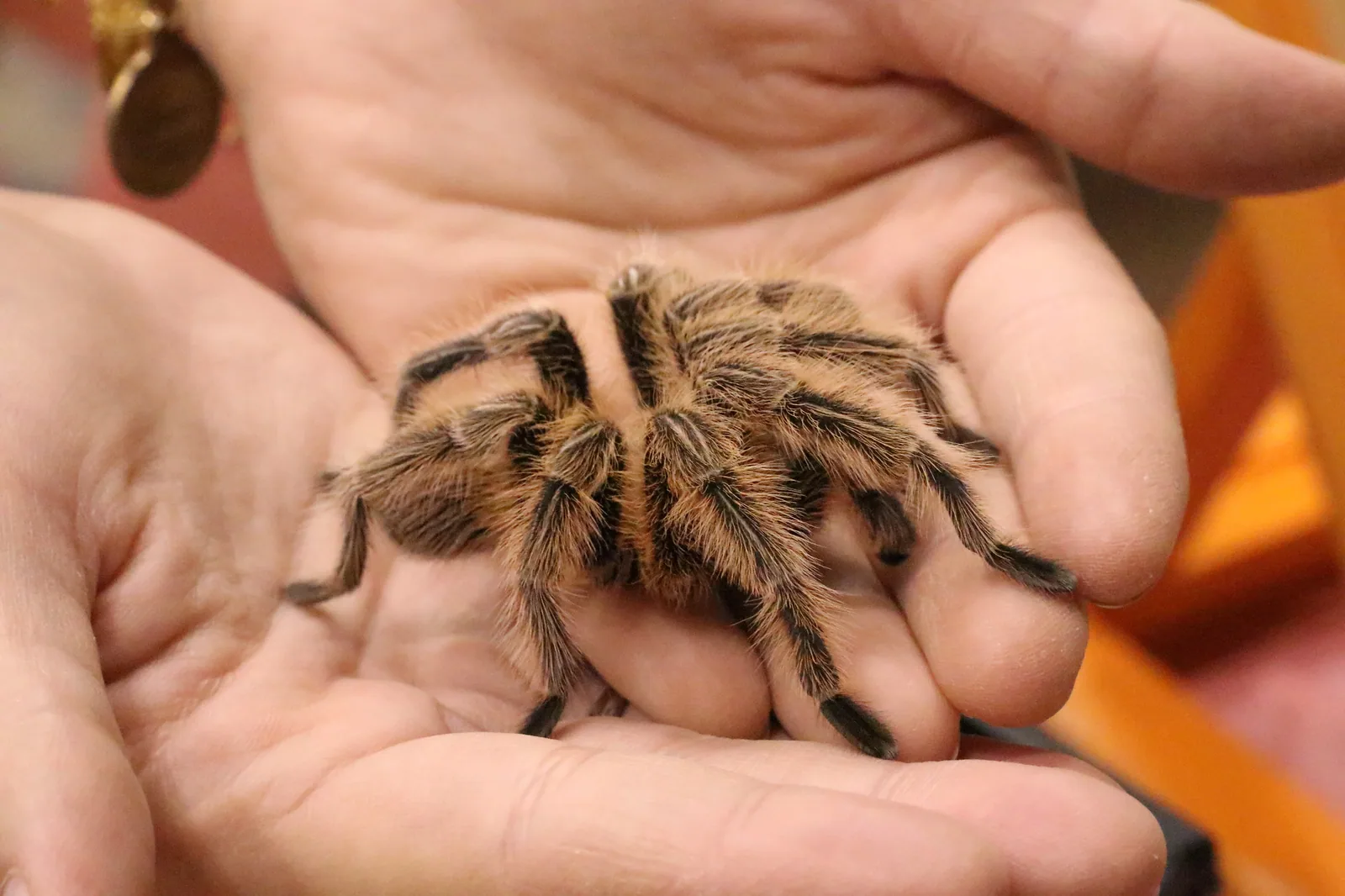 Tarantula - Choosing the right tarantula