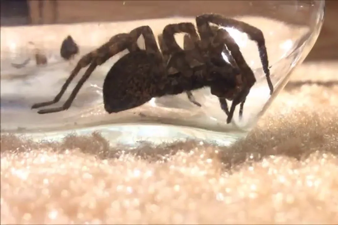 Tarantula - Feeding your tarantula