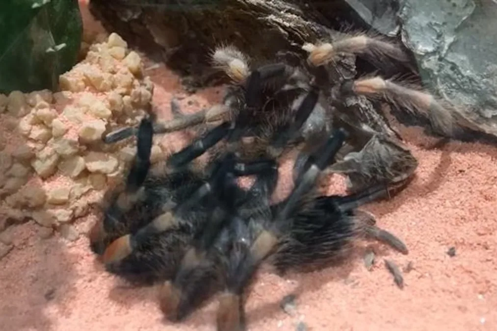 Tarantula - Moulting and limb regrowth
