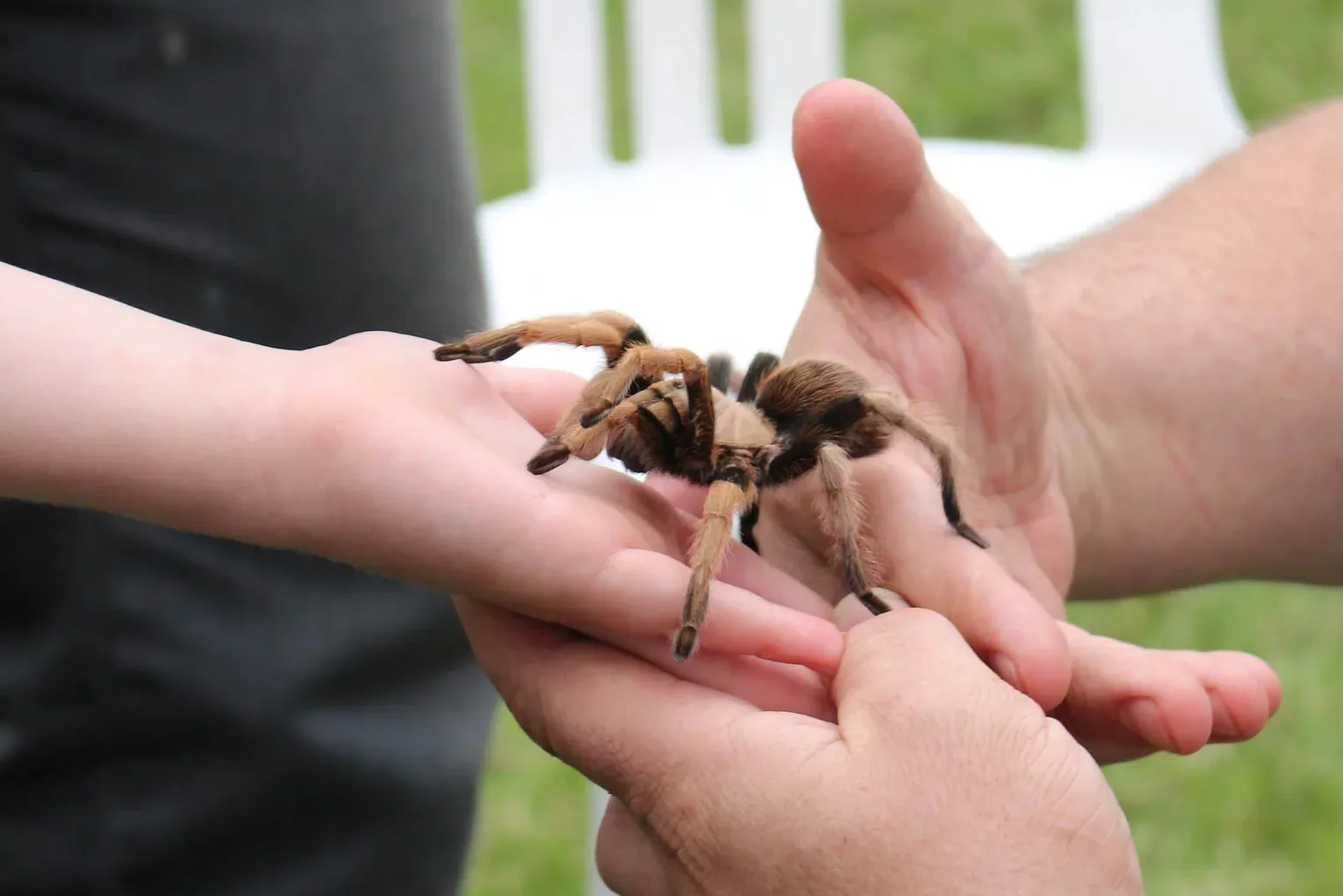 Tarantula - Handling a tarantula safely