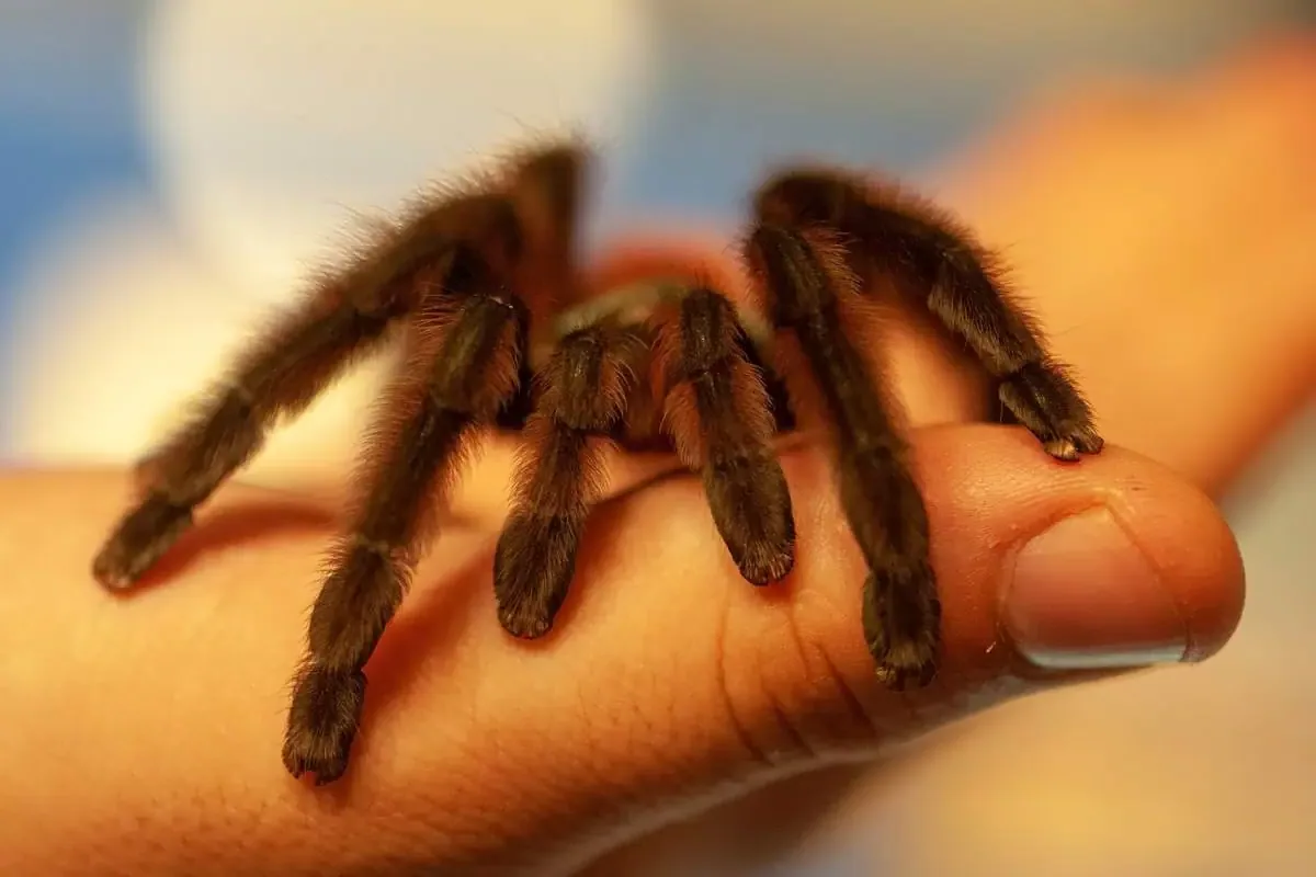 Tarantula - What to do if you’re bitten