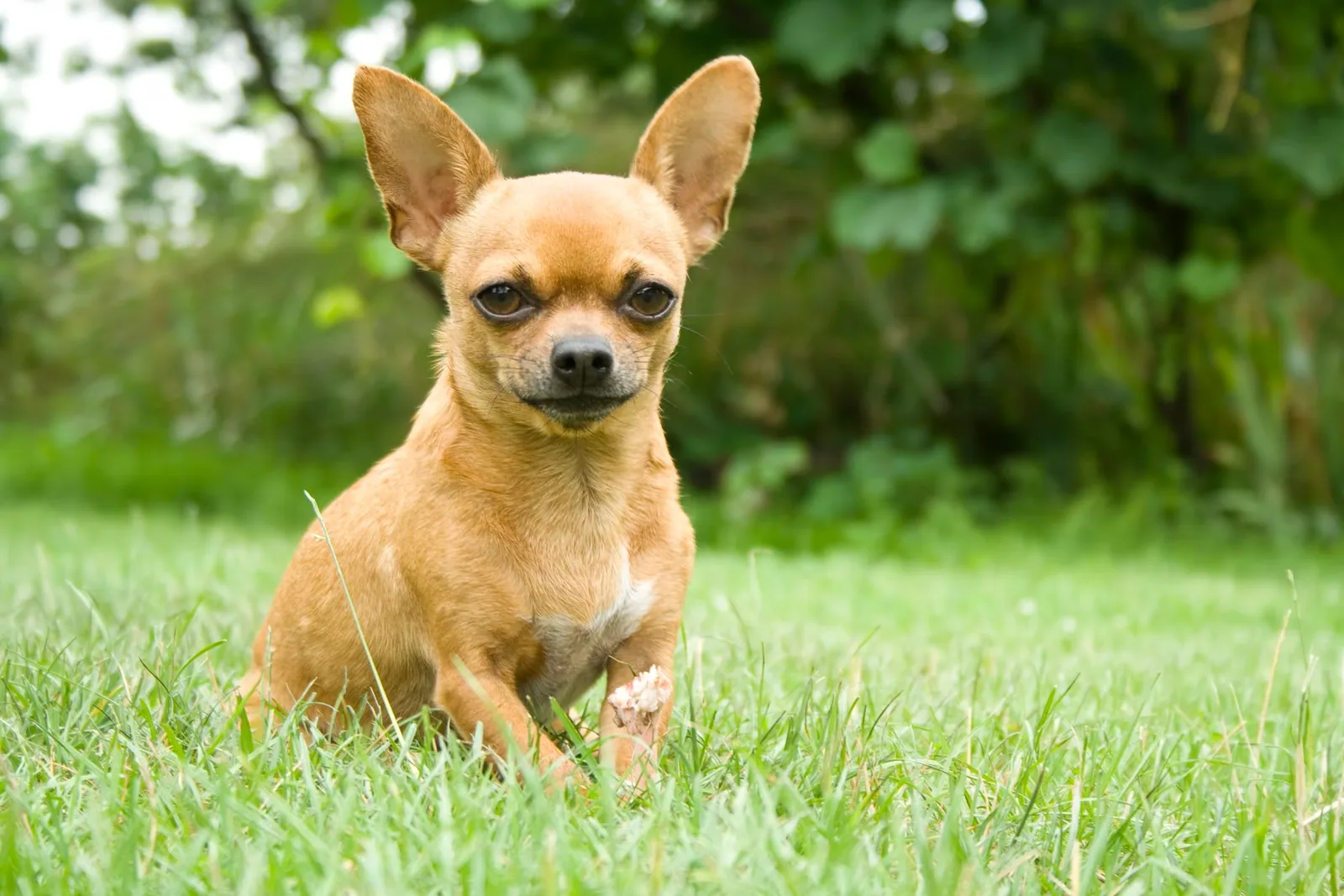 Chihuahua - Final thoughts