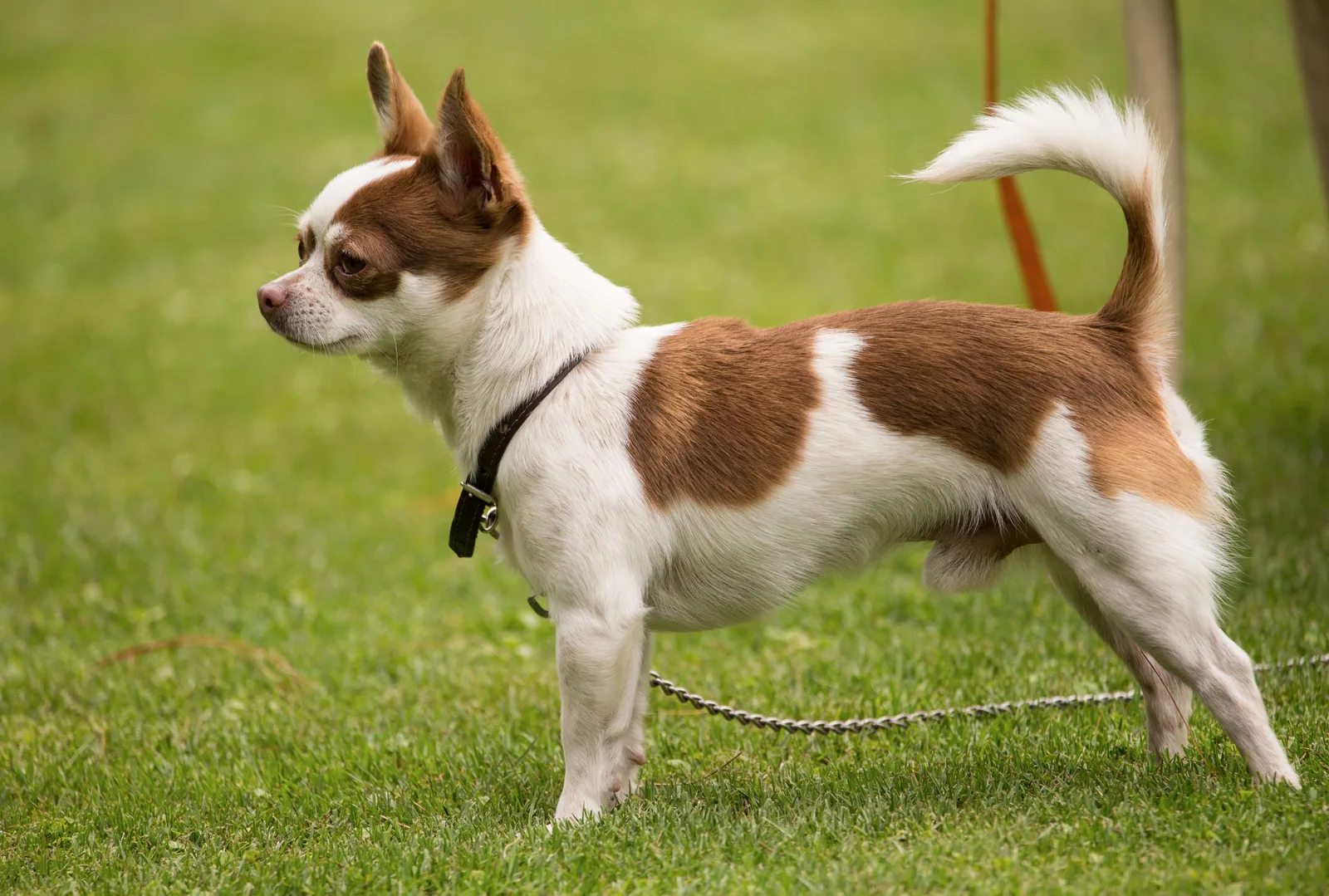 Chihuahua - Chihuahua at a glance