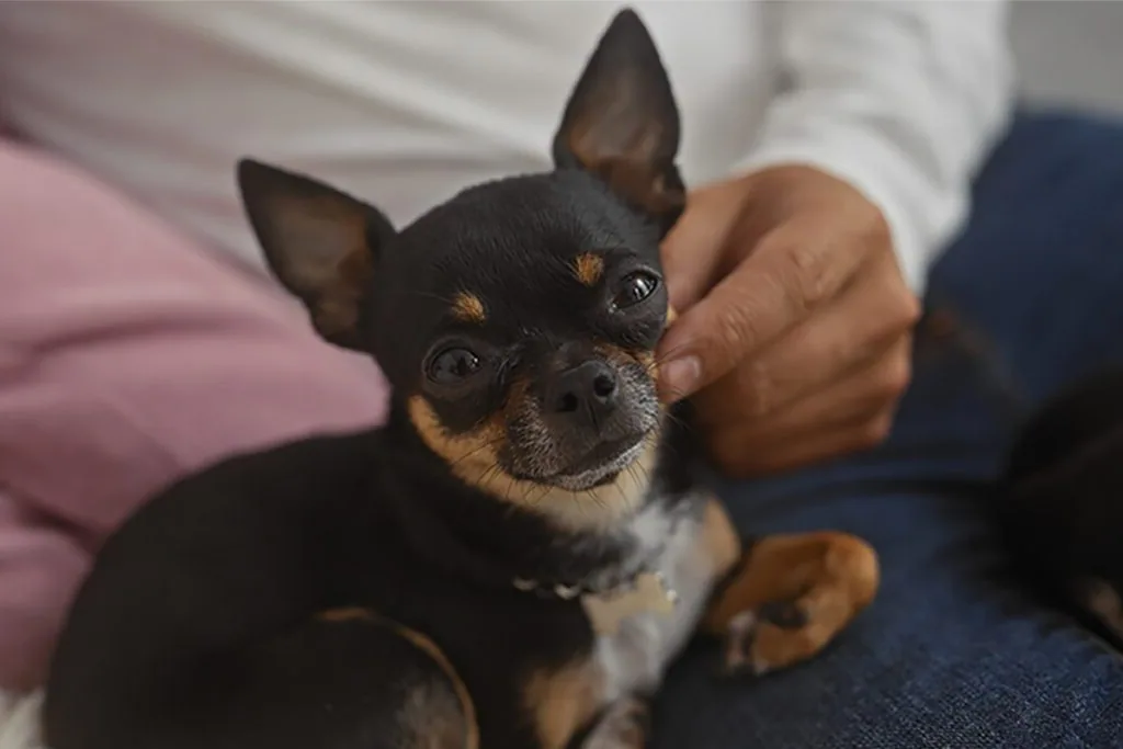 Chihuahua - Choosing and adopting a Chihuahua: practical considerations
