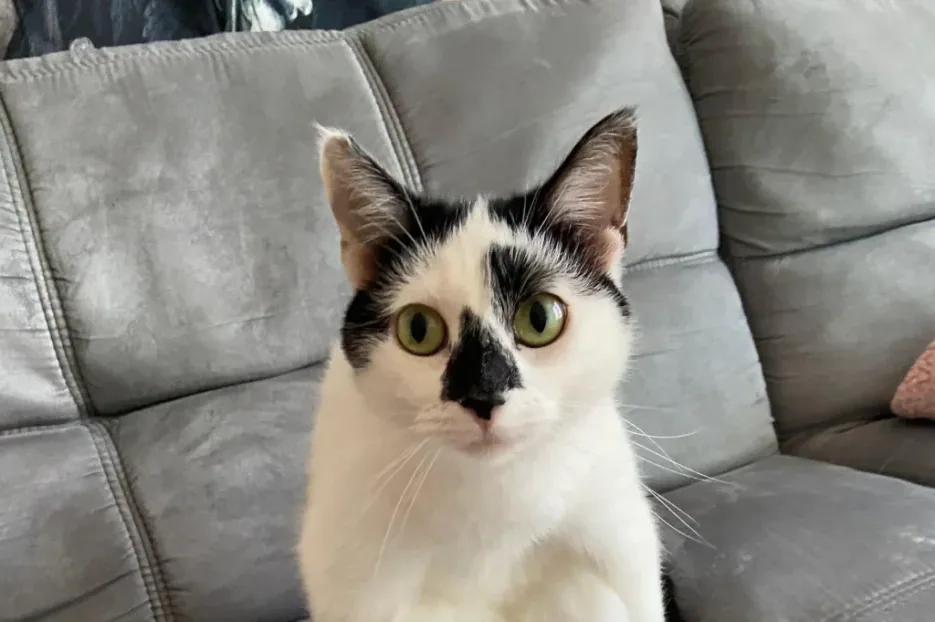 cat - What a “cat allergy” actually is