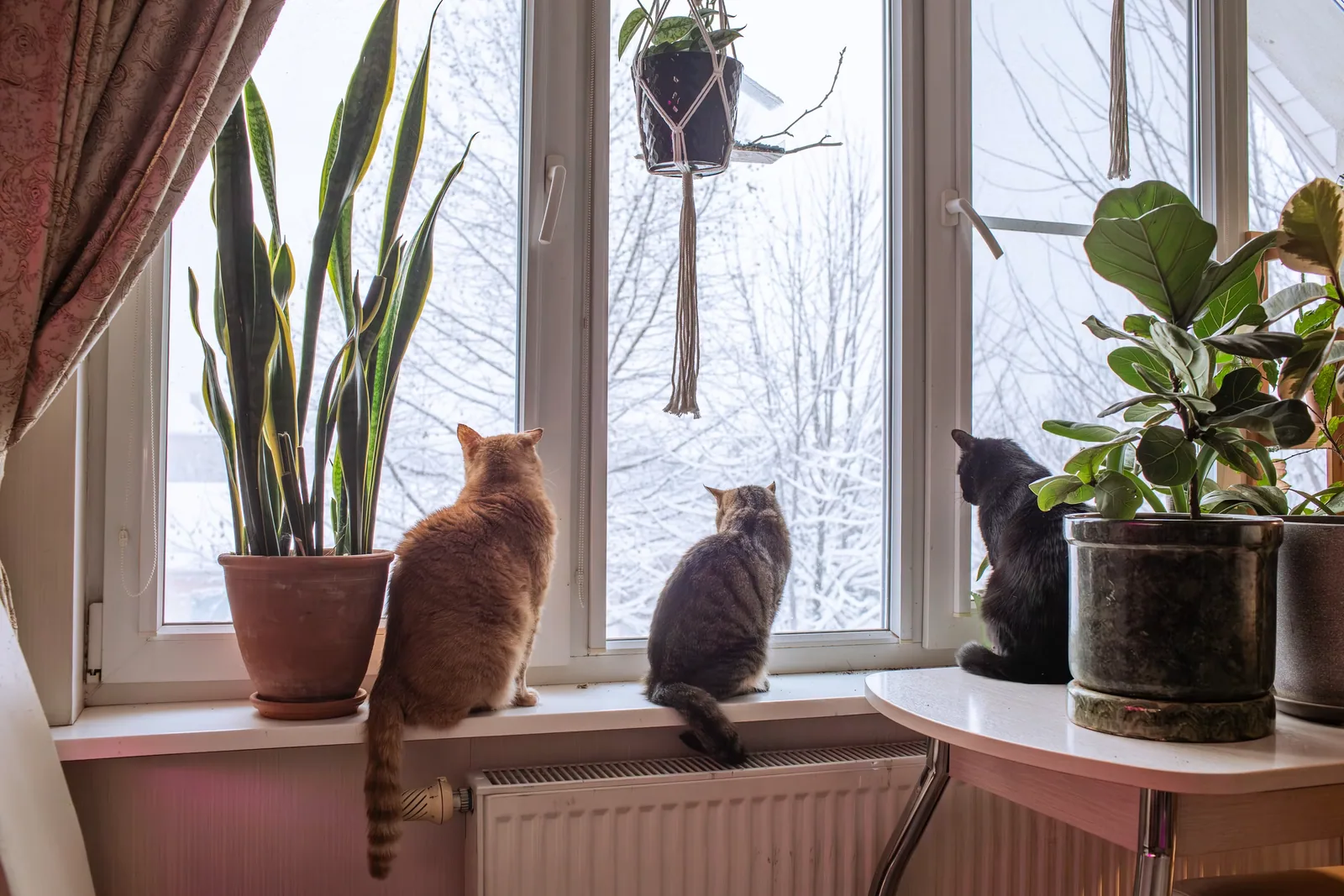 cat - Why reactions can keep happening after the cat is gone
