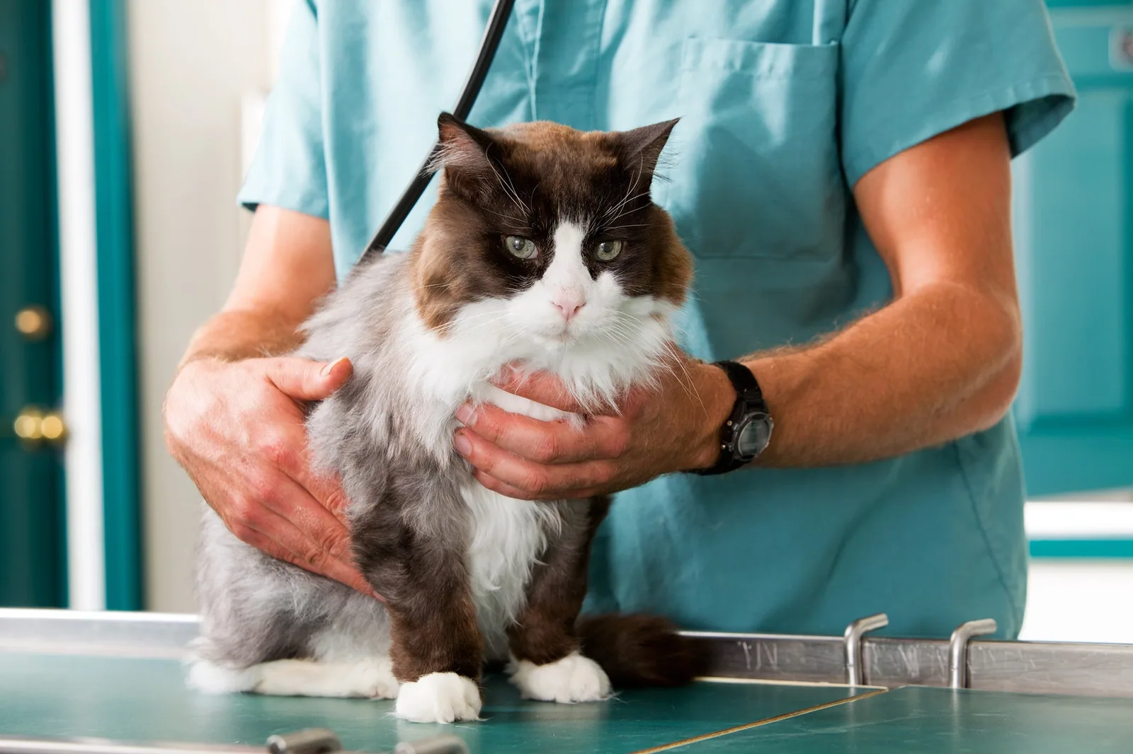 cat - Diagnosis: how to confirm it (without guessing)
