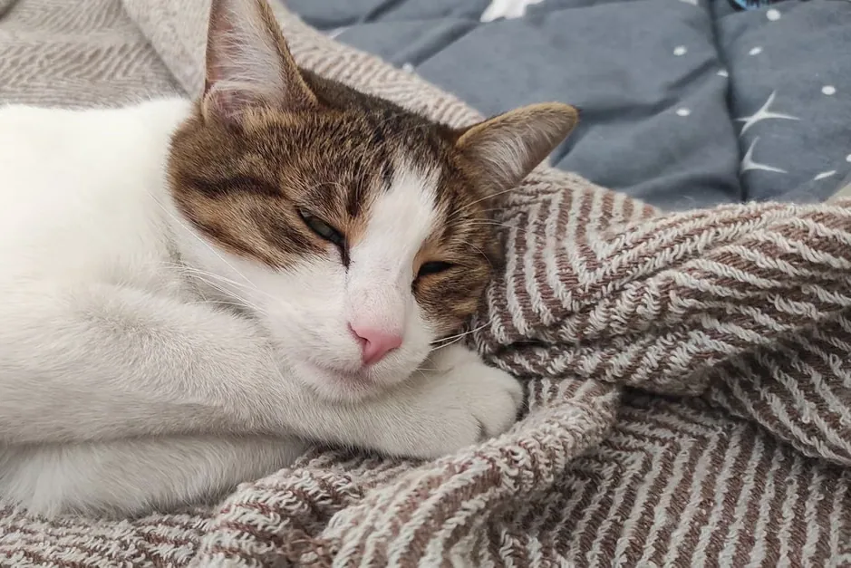 cat - Managing symptoms day to day