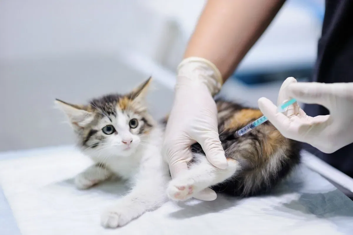 cat - Allergen immunotherapy (desensitisation): when it’s considered