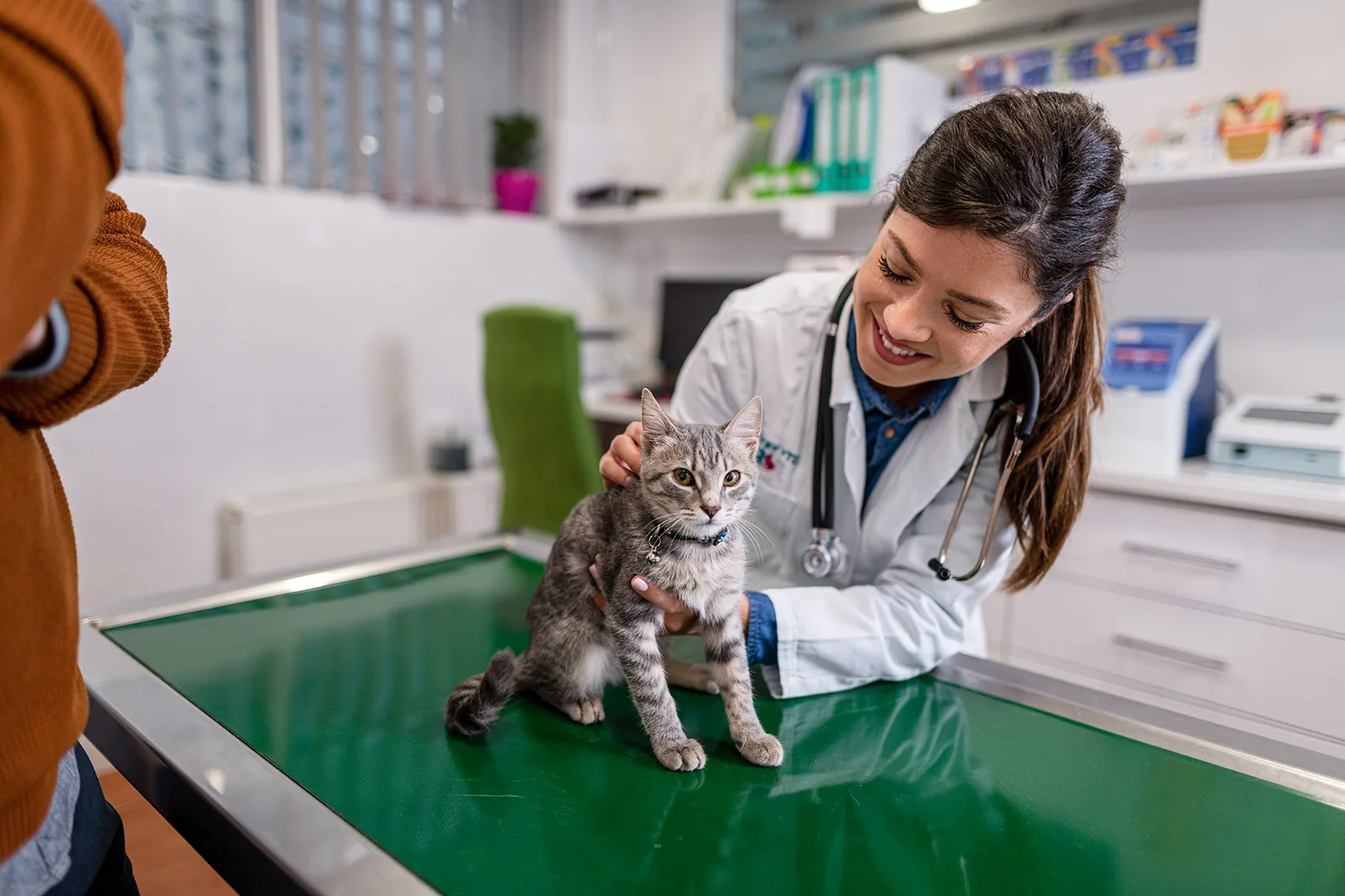 cat - “Hypoallergenic cats” and other common traps