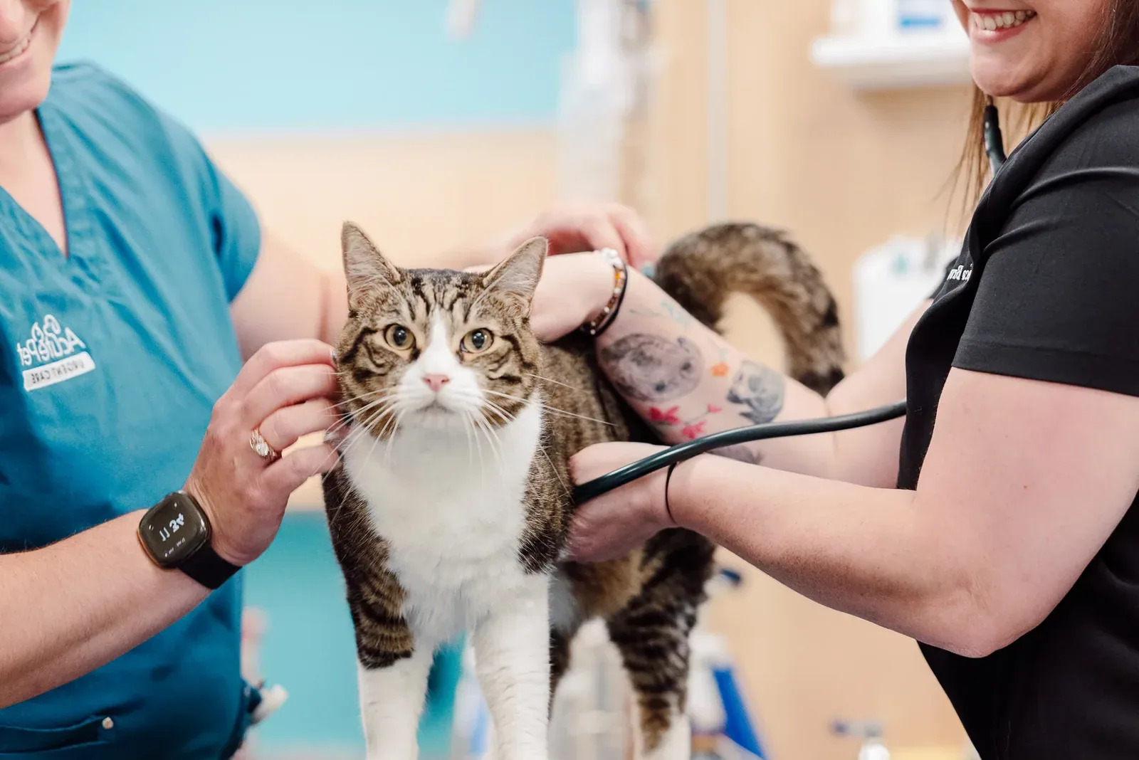 cat - When to get urgent help