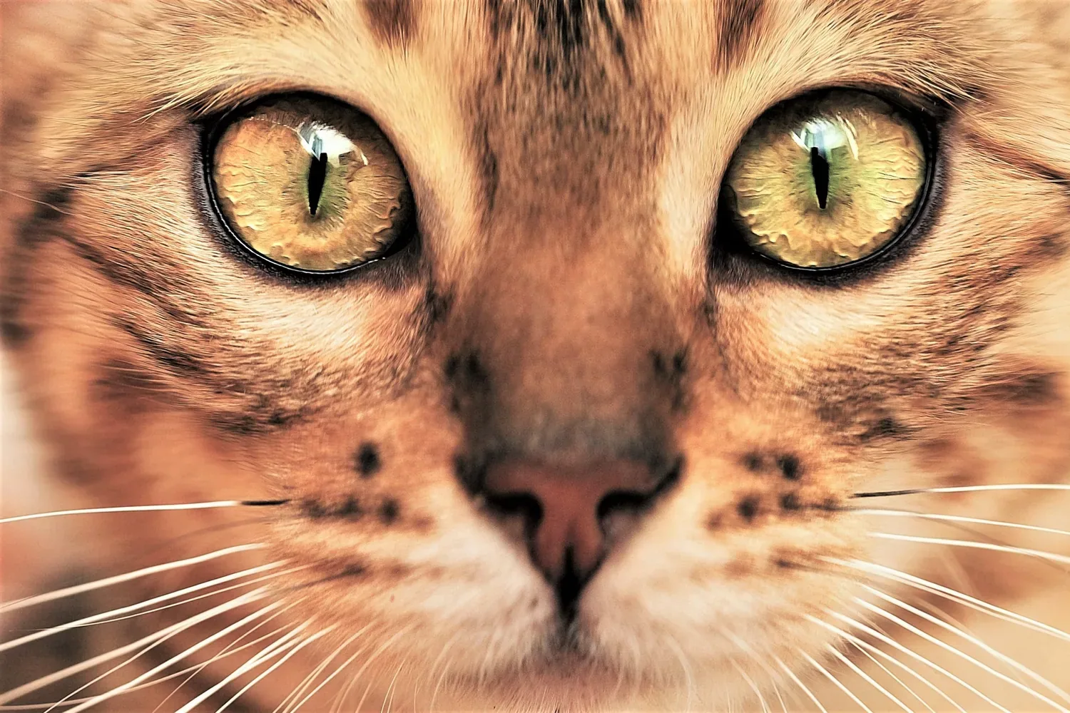 Feline senses - The anatomy of a cat’s senses