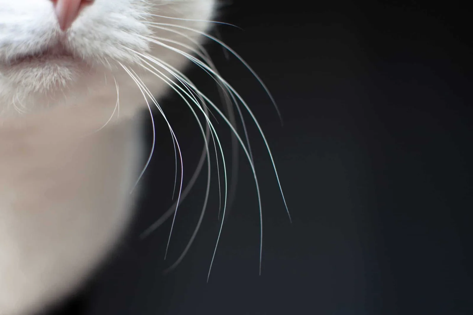 Feline senses - The role of whiskers in touch and navigation