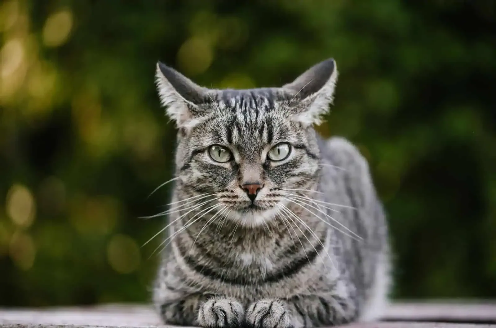 Feline senses - The unique vision of cats