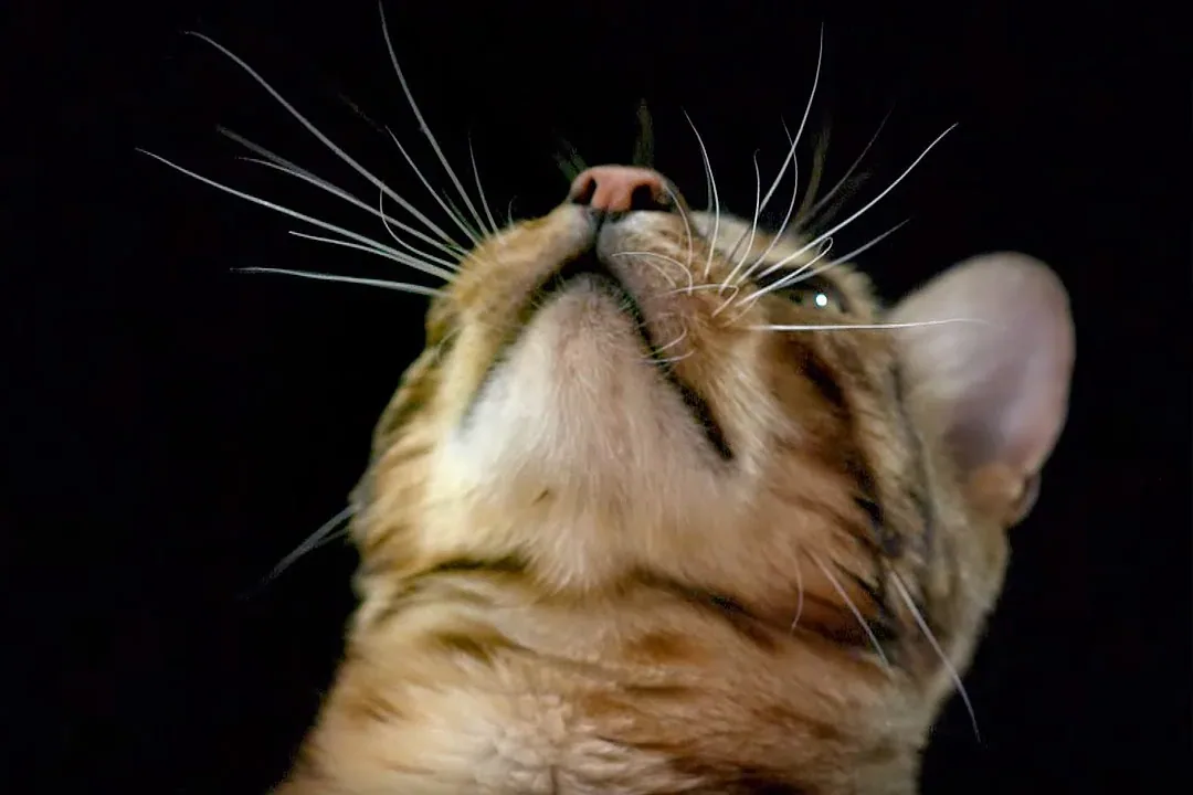 Feline senses - Sensing vibrations and close-range changes
