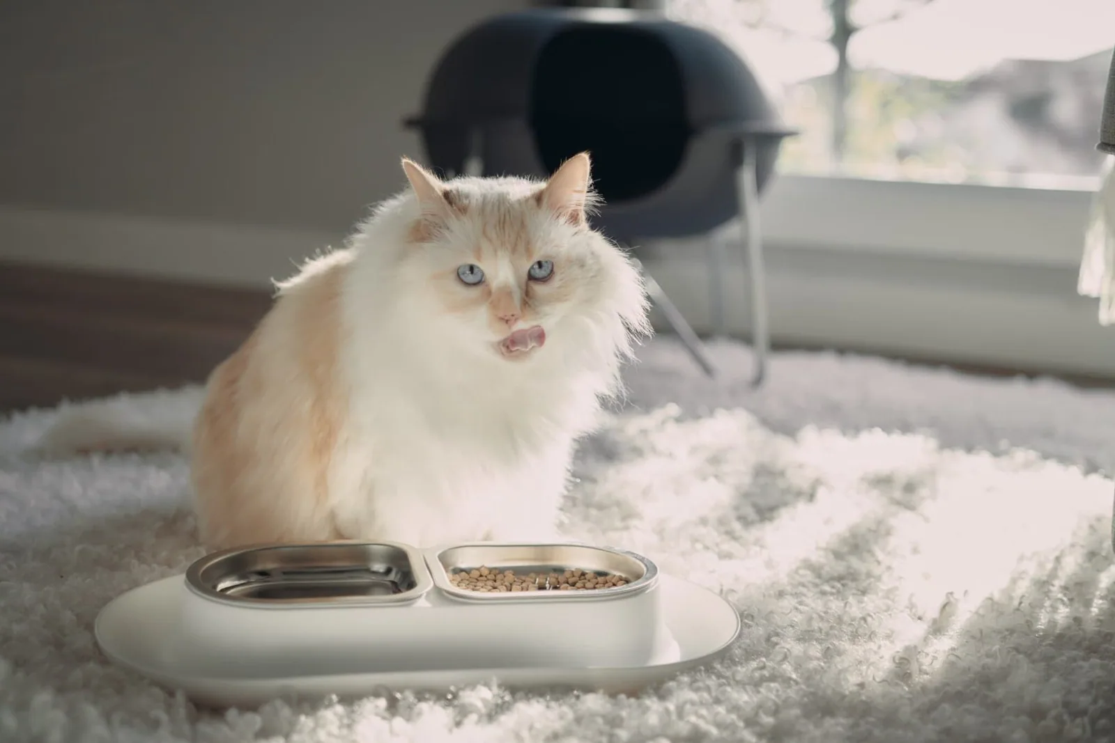 Feline senses - How cats use their sense of taste