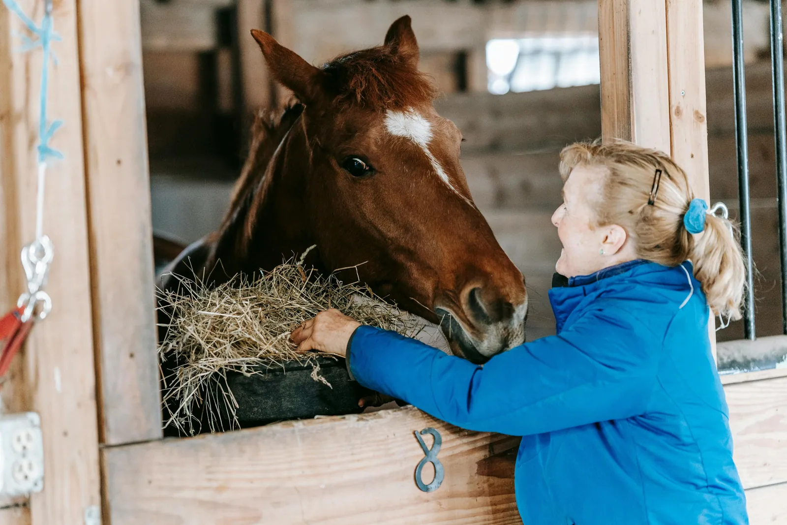 A 4-H member grooming a horse in a stable setting.