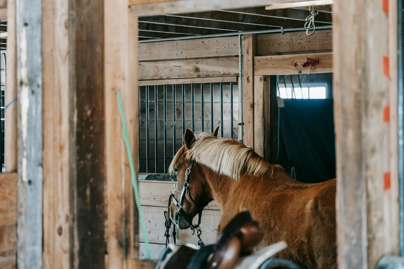 A young rider grooming a horse in a stable aisle.
