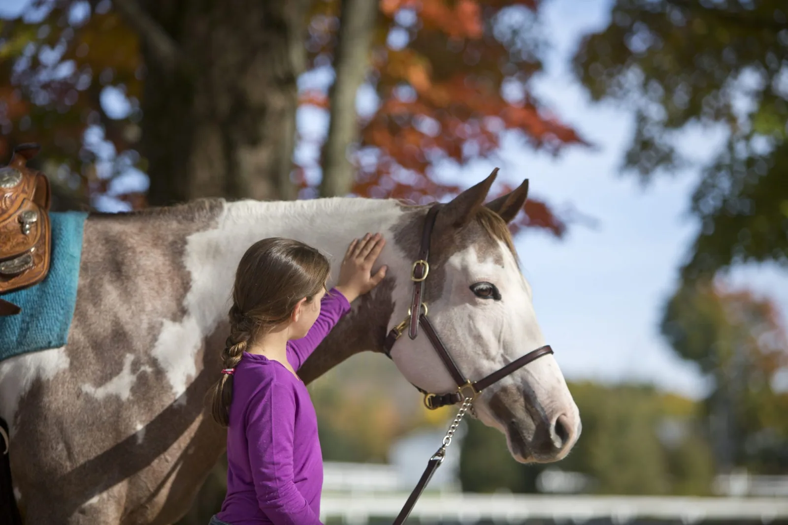 A child grooming a horse in a stable, focused and happy.
