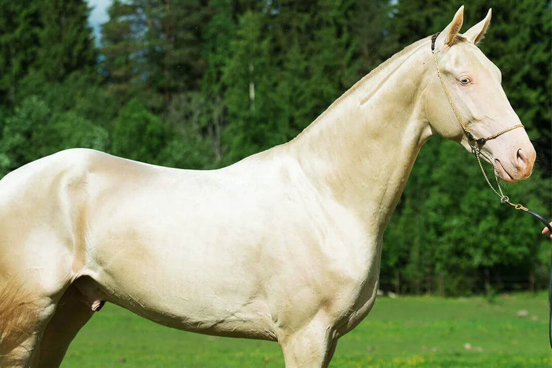 An Akhal-Teke horse standing in a grassy field with a metallic sheen to its coat.