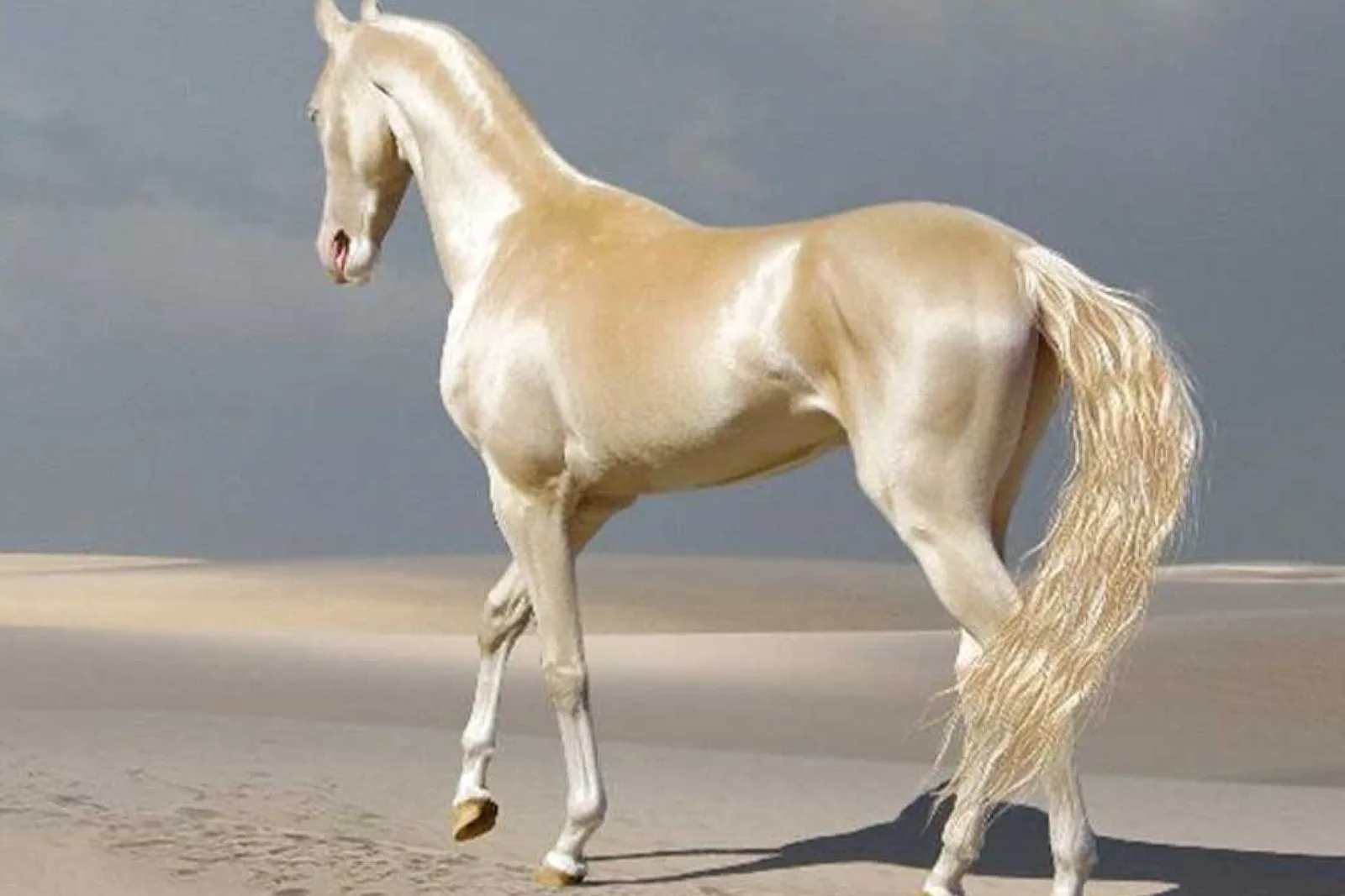 A majestic Akhal-Teke horse with a metallic sheen standing in a sunlit field.