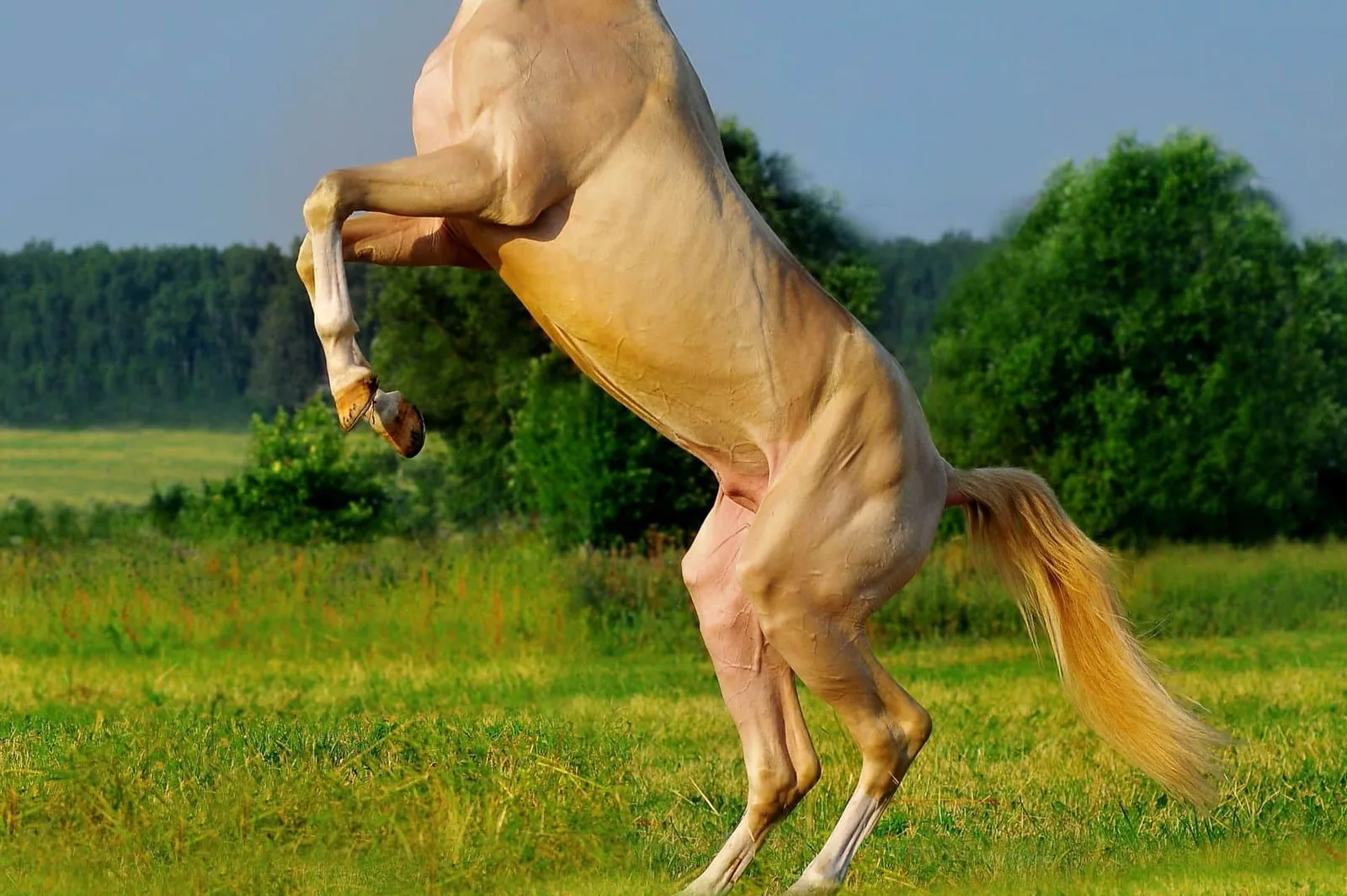 An Akhal-Teke horse standing calmly in a field, looking directly at the camera.