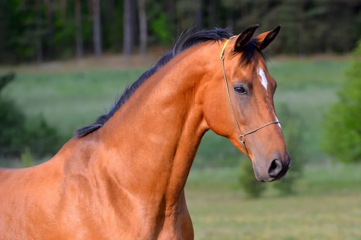 An Akhal-Teke horse standing in a sunlit pasture, looking directly at the camera.