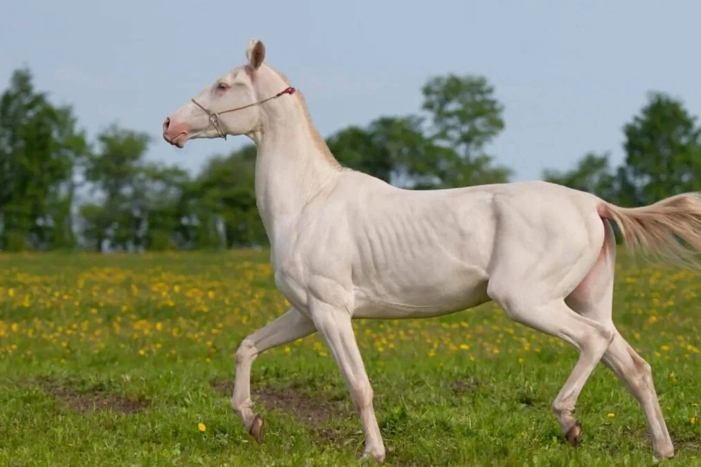A majestic Akhal-Teke horse standing in a sunlit pasture with a foal nearby.