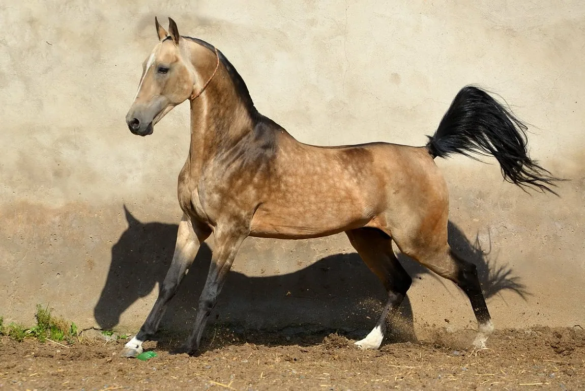An Akhal-Teke horse standing in a sunlit pasture, its metallic coat gleaming.