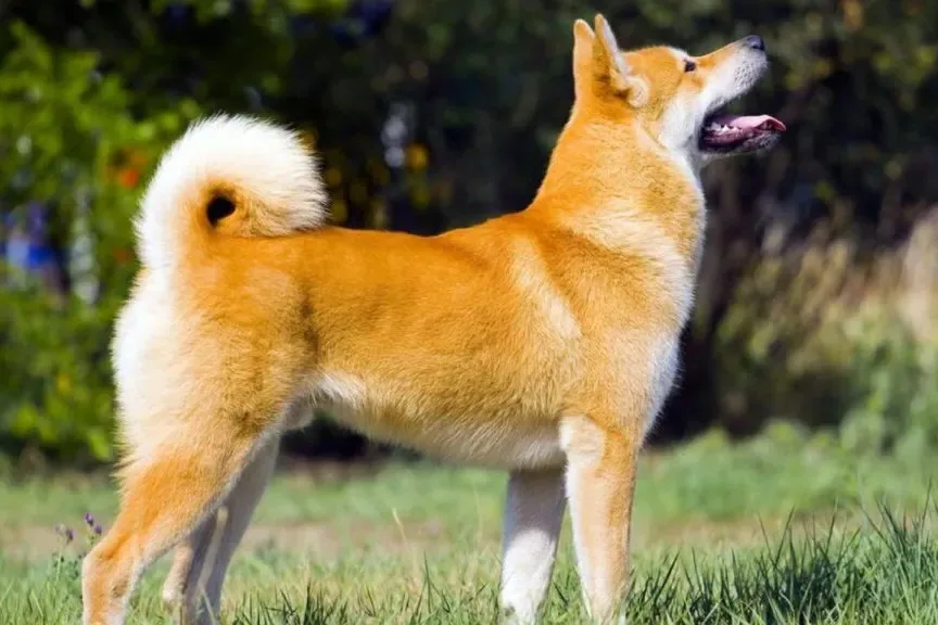 An Akita standing calmly in a grassy field, looking directly at the camera.