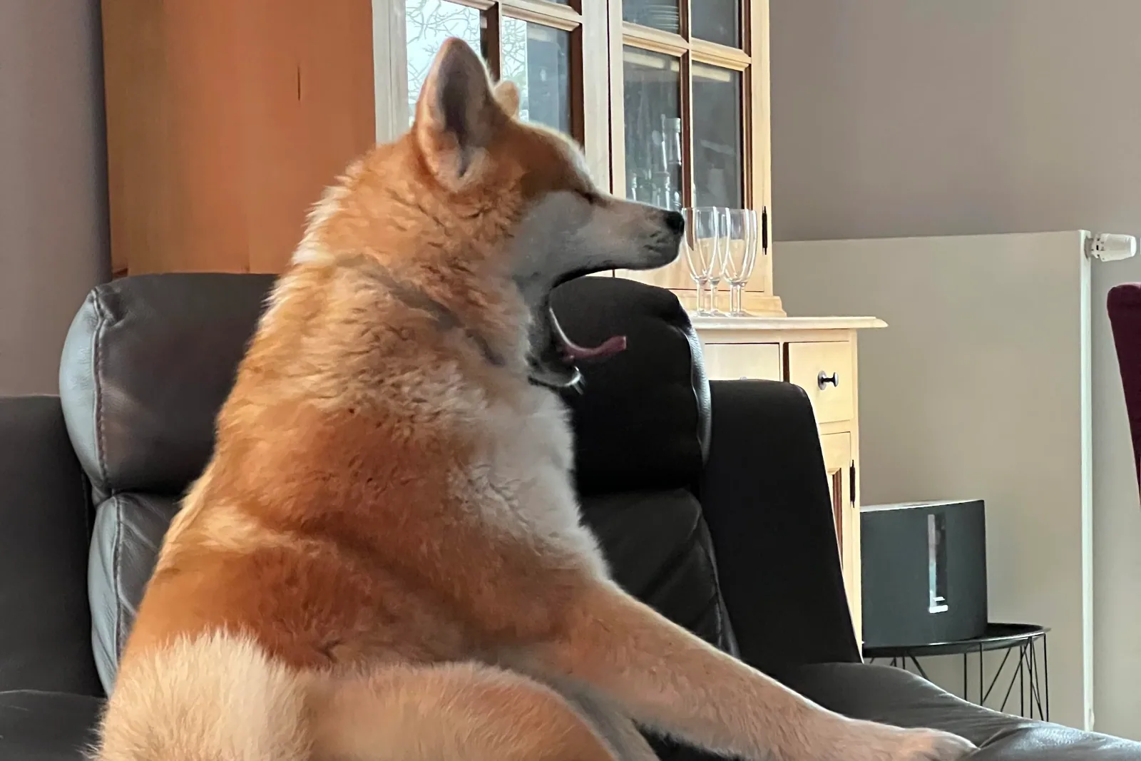 An Akita sitting calmly in a living room, looking at the camera.