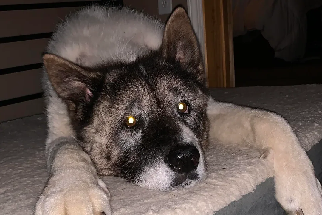 An Akita dog resting calmly on a soft bed indoors