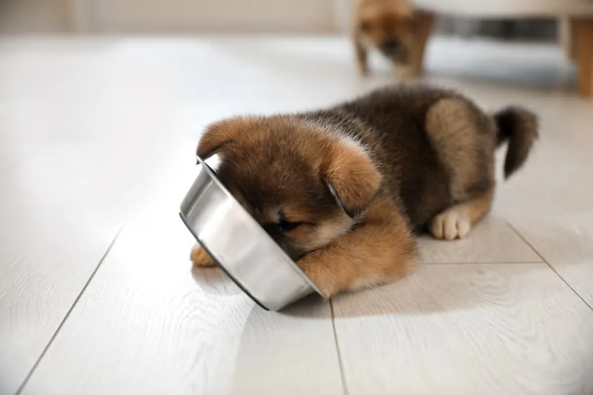 An Akita eating from a food bowl in a kitchen setting.