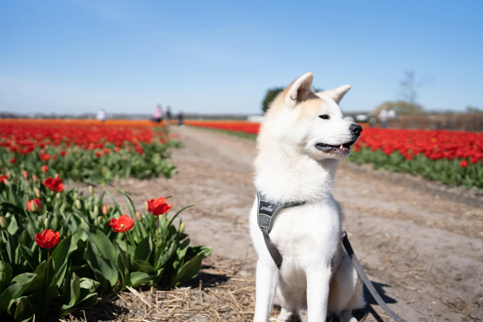 An Akita sitting calmly in a sunlit field, looking directly at the camera.