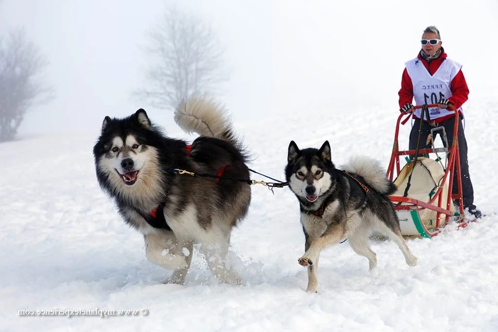 An Alaskan Malamute pulling a sled across a snowy landscape with mountains in the background.