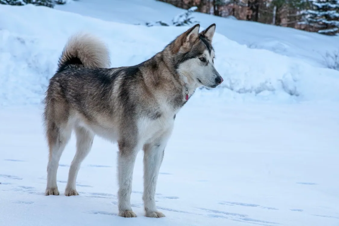 A majestic Alaskan Malamute standing in a snowy landscape, showing its thick coat and strong build.