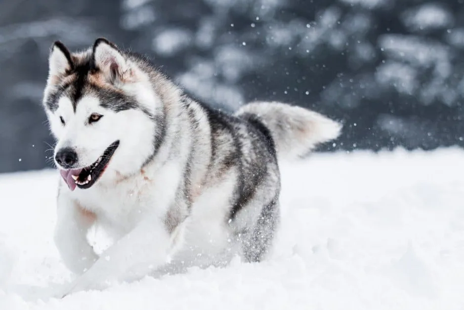 An Alaskan Malamute running through a snowy field with a trainer