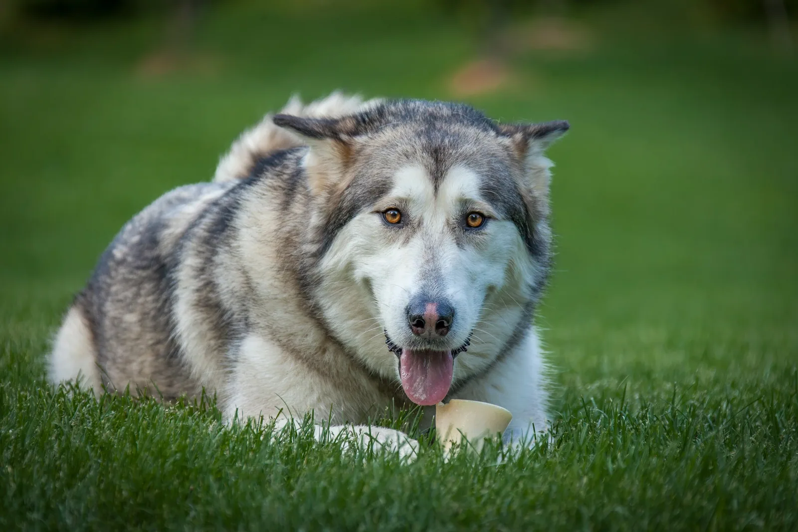 An Alaskan Malamute lying down in a grassy field, looking healthy and relaxed.