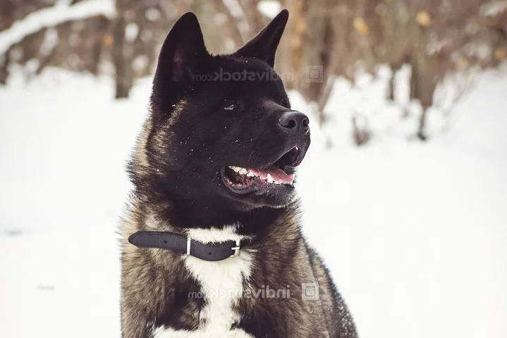 An Alaskan Malamute sitting calmly in a snowy landscape