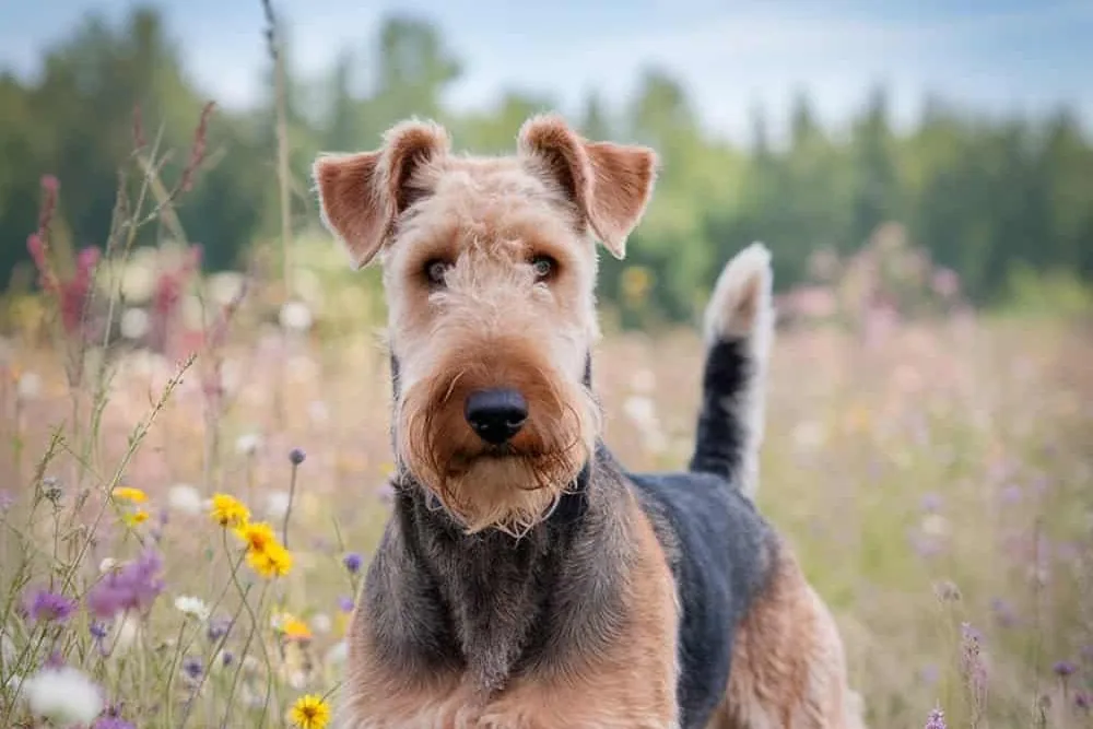 Airedale Terrier standing alertly in a grassy field