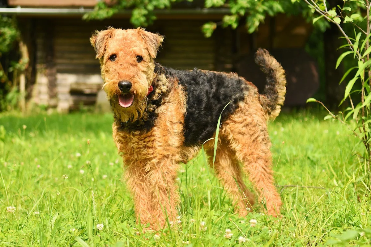 An Airedale Terrier standing proudly in a historical setting with old documents.