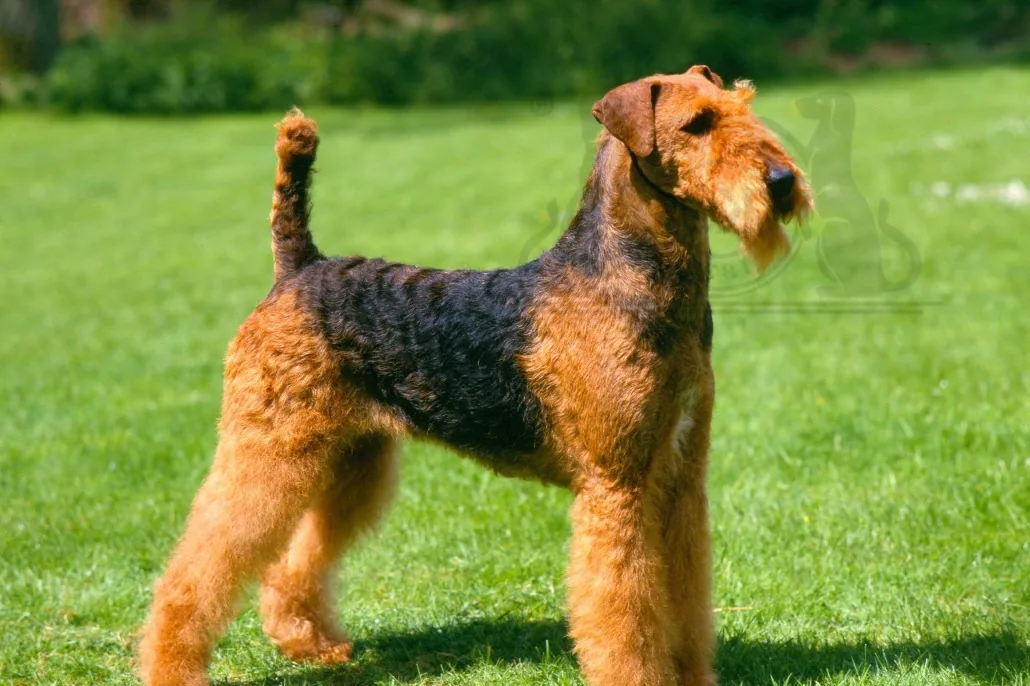 Airedale Terrier sitting calmly with a gentle expression in a home setting