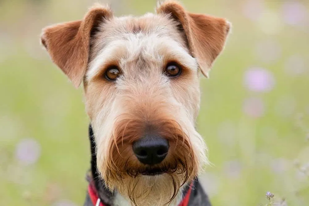 Airedale Terrier sitting alertly in a sunny field
