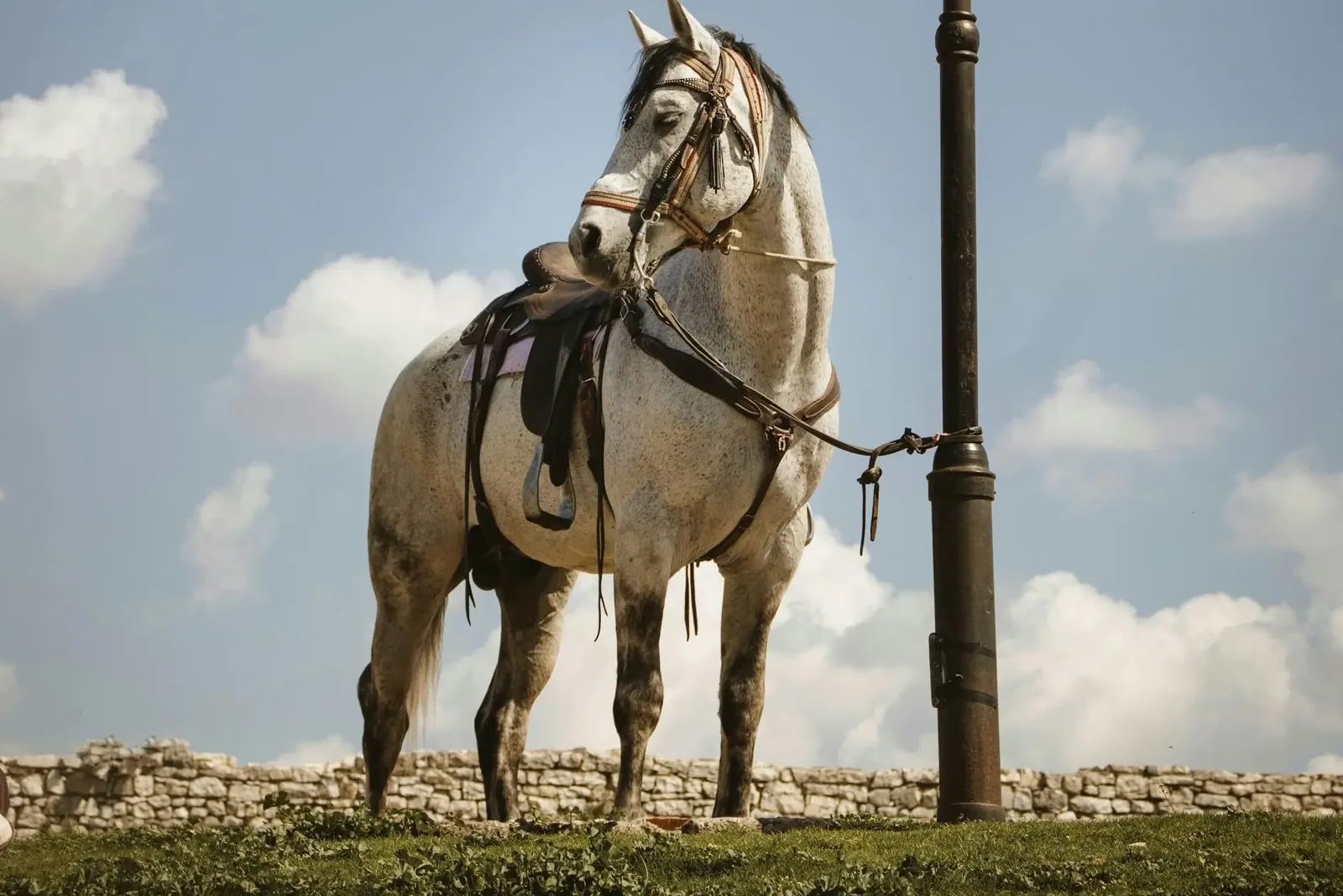 An Albanian horse standing in a grassy field, looking to the side.