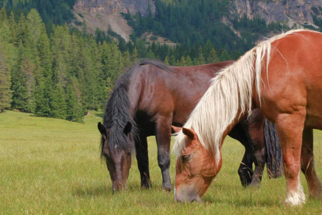 An Albanian horse standing calmly in a grassy field, looking directly at the camera.