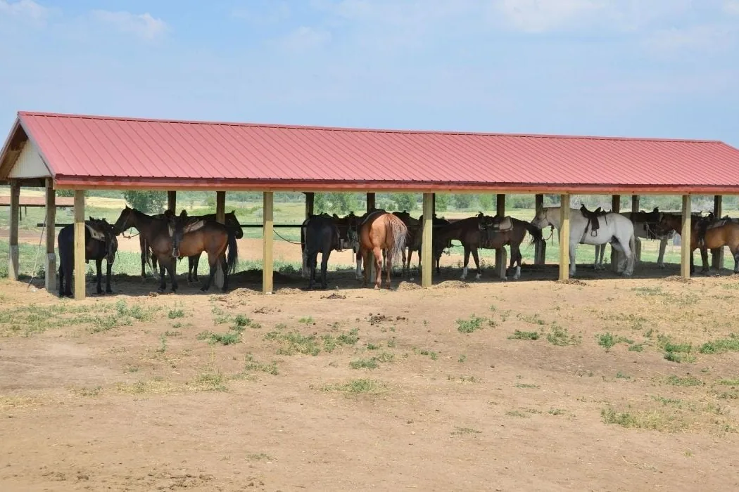 An Albanian horse standing in a clean, fenced pasture with a shelter in the background.